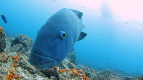 Scuba diver has a unique interaction with a friendly blue fish Stock Footage 101222753