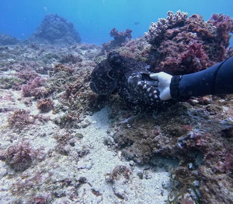 Scuba Diver Holding Hands with Wild Octopus on Coral Reef Stock Footage 340823940