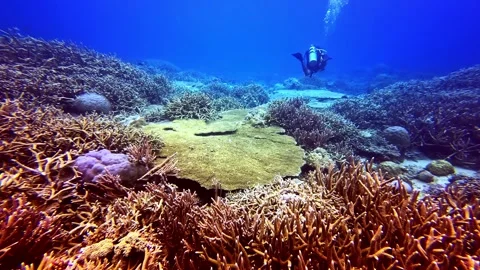Scuba diver hovers above dense staghorn coral field and table coral tropical 스톡 동영상 336780837
