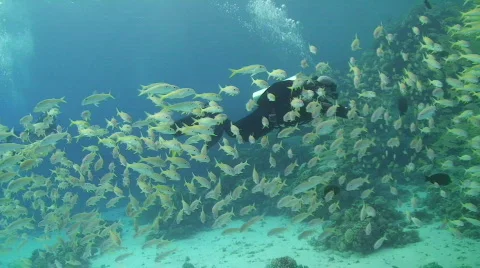 Scuba diver inside a largfe school or shoal of fish Video stock 738116