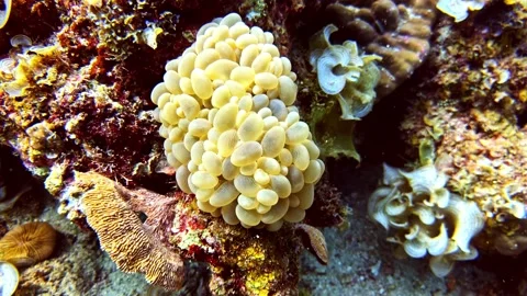 Scuba Diver Interacting with Bubble Coral Underwater. Stock Footage 336296849
