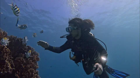 Scuba Diver Interacting with Indo-Pacific Sergeant Damselfish 4K Stock Footage 341321228