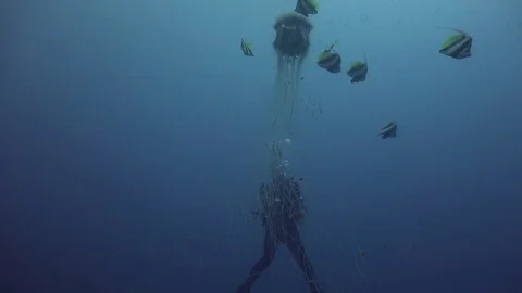 Scuba diver with jellyfish Stock Footage 81273479
