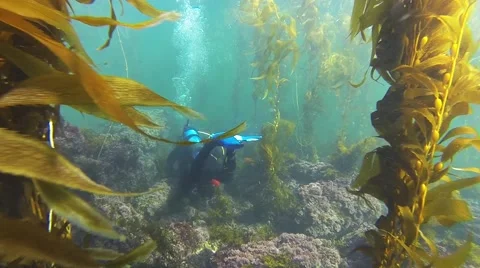 Scuba Diver In Kelp Forest Video stock 41339204