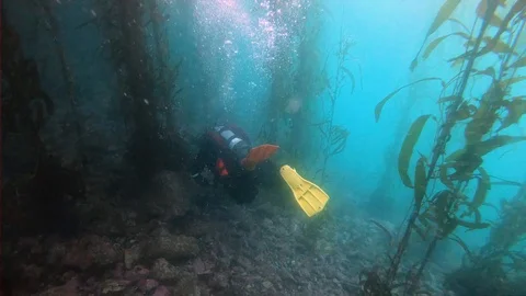 Scuba Diver in Kelp Forest Stock Footage 129103920