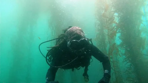 Scuba Diver in Kelp Forest Stock Footage 129222549