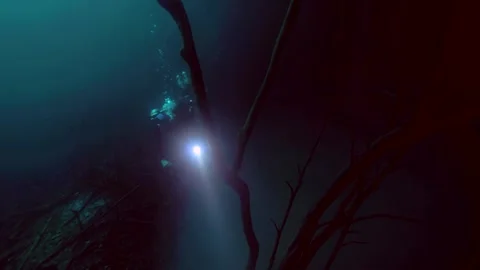 Scuba diver light shining through submerged branches Stock Footage 341359409
