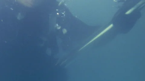 Scuba Diver Loads Spear Underwater Stock Footage 45891002