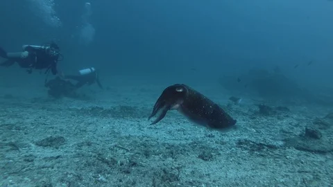 Scuba diver look at on Cuttlefish changing color and slowly swims over a coral Stock Footage 97917689