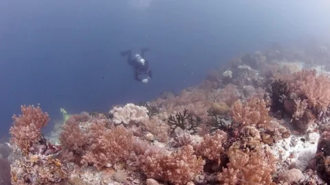 SCUBA diver looking at coral reef, Philippines Stock Footage 82630596