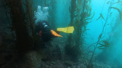 Scuba Diver is Moving into Underwater Forest Stock Footage 129106773