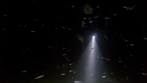 Scuba diver at night surrounded by hundreds of tiny fish in Caribbean sea Stock Footage 122054253