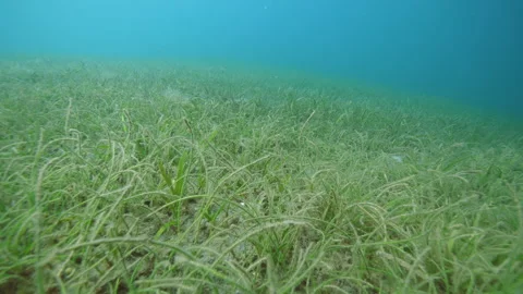 Scuba diver observes seaweed forest on s... | Stock Video | Pond5