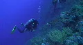 Scuba diver observing and Hawksbill turtle HD Footage
