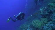 Scuba Diver Observing And  Hawksbill Turtle Stock Footage