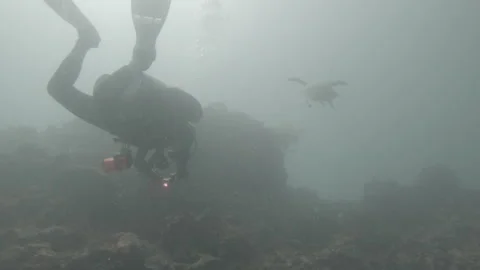 Scuba Diver Observing Sea Turtle Swimming Upward Underwater in GP-Log Stock Footage 340824483