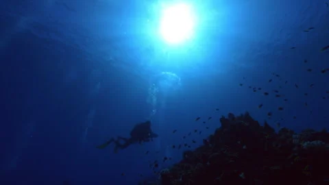 Scuba diver peacefully admiring the buzzing life on the reef. Stock Footage 242523151