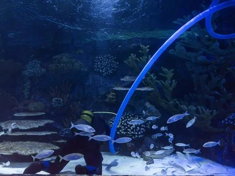 Scuba diver performing maintenance in a tropical aquarium Stock Photos