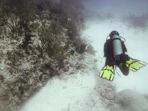Scuba diver Foto stock