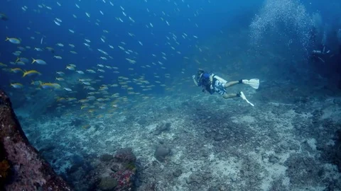 Scuba diver playing with school of fish Stock Footage 77725723
