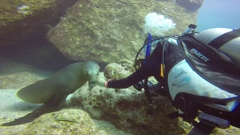Scuba diver playing with a sea lion Stock Footage