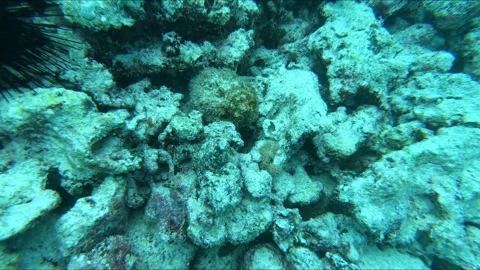 Scuba Diver points at a Stonefish camouflaged in ocean of Zanzibar in Tanzania Stock Footage 311897617