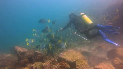 Scuba Diver Scaring School Of Fish Away, Galapagos Stock Footage 127656239