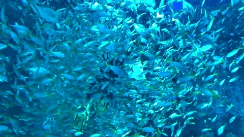 Scuba diver in the sea Stock Footage 207438748