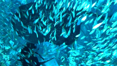 Scuba diver in the sea Video stock 207597902