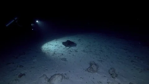 Scuba diver shooting stingrays in the night Stock Footage 87759744