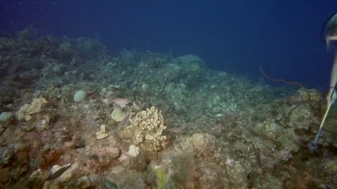 Scuba Diver Spears a Fish Stock Footage 75798963