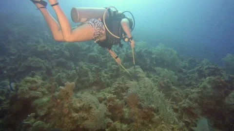 Scuba Diver Spears a Fish Stock Footage 75798969