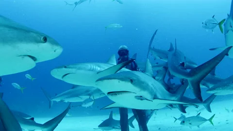 Scuba diver standing on ocean floor amid sharks off coast of Grand Bahama Stock Footage 149663362