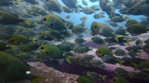 Scuba diver surrounded by schooling fish Vídeos de archivo 331621805