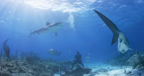 Scuba diver surrounded by tiger shark standing on the seabed Stock Footage 109424699