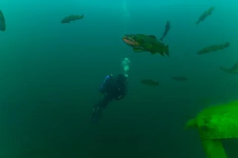 SCUBA diver suspended while surrounded by trout while exploring Stock Photos