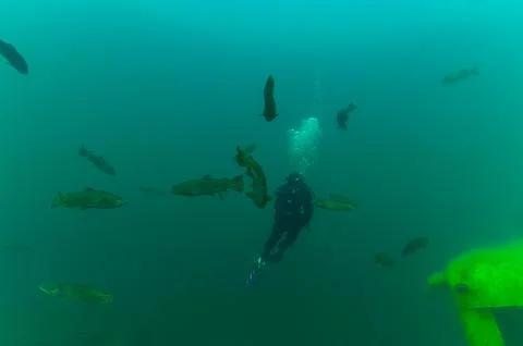 SCUBA diver suspended while surrounded by trout while exploring Stock Photos