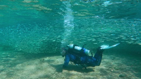 Scuba diver swim on sandy shallows and observe giant aggregation of Atherina Stock Footage 337611651