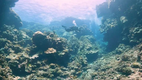 Scuba diver swimming over beautiful tropical coral reef landscape Stock Footage 211737726