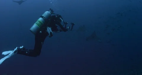 Scuba diver swimming with spotted eagle ray in blue sea water Stock Footage 109549592