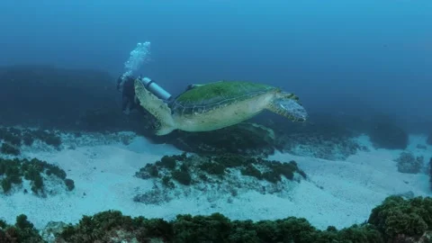 A scuba diver swims alongside a large Green Sea Turtle as it glides Stock Footage 169883595