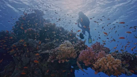 Scuba diver swims over shallow coral head swarming with fish Stock Footage 344003261
