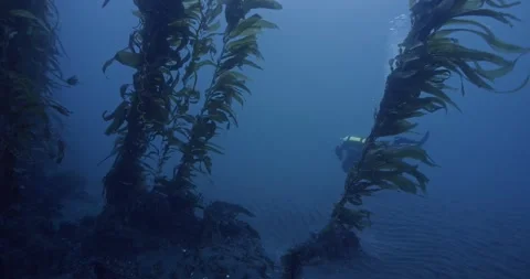 Scuba diver swims parallel to kelp reef Stock-Footage 320418783