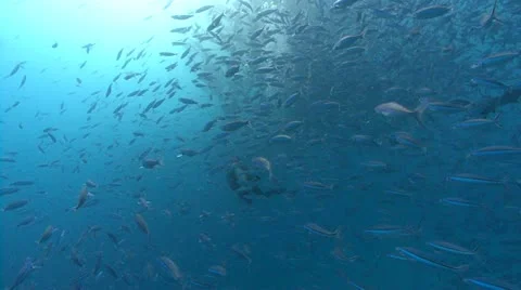 SCUBA diver swims through huge school of fish Stock Footage