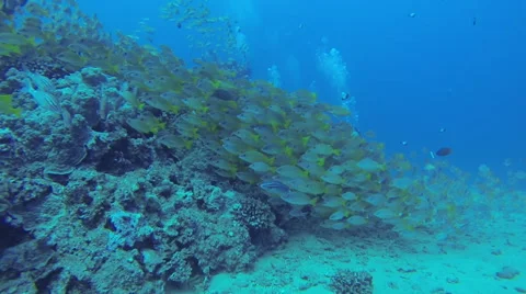 Scuba Diver &amp; Tropical Fish Stock Footage 50382553