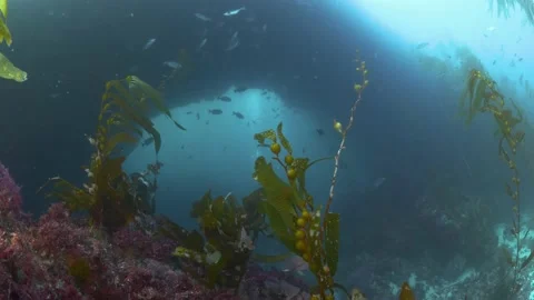 Scuba diver under an underwater arch Stock Footage 151815672