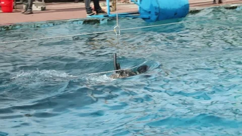 Scuba Diver with Underwater Camera 動画素材 320377960