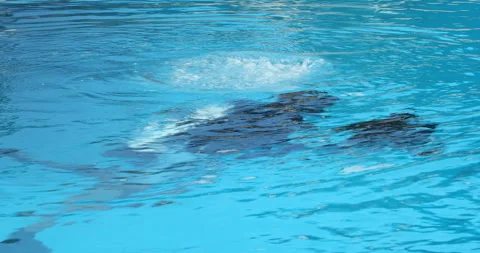 Scuba Diver with Underwater Camera Stock-Footage 320387083