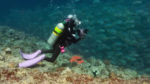 SCUBA Diver with underwater camera takes pictures of school fish Stock Footage 344603534