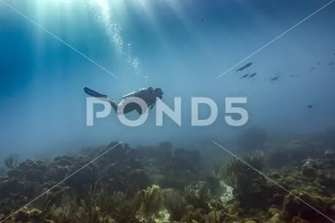 Scuba diver underwater at the dive site Cemetery Wall, South side of Roatan Isla Stock Photos